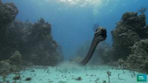 nigel marven sea monsters