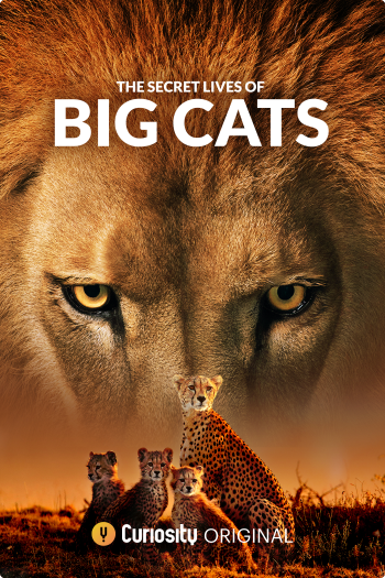 Thumbnail for The Secret Lives of Big Cats